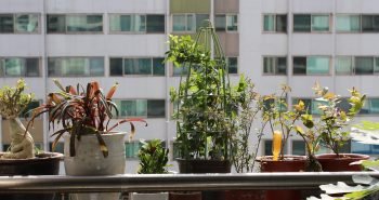 Como ter plantas em apartamento apartamento