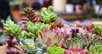 Jardim de inverno: tudo o que você precisa saber